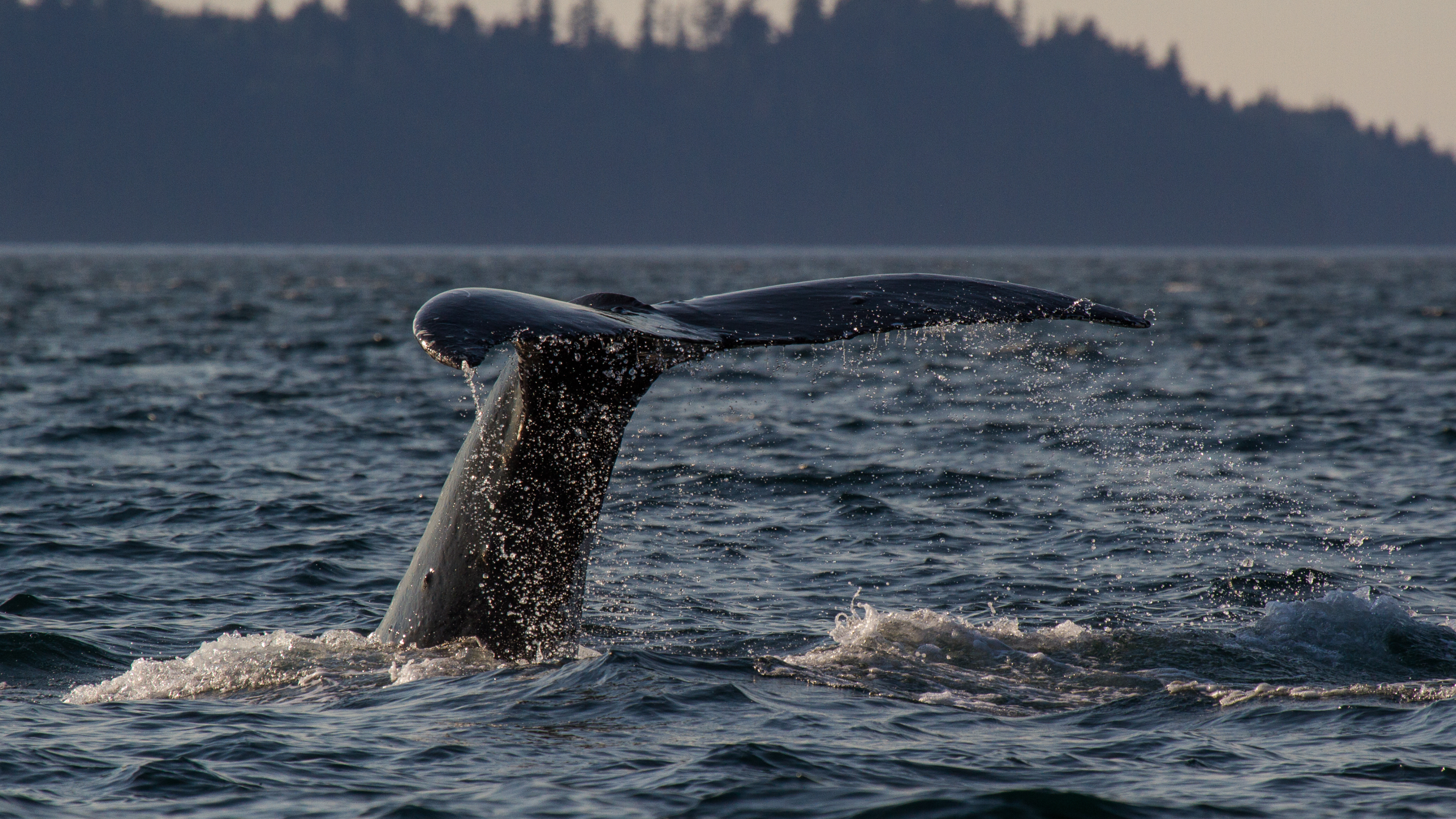 Autumn Splendor Singles Cruise - Image 4