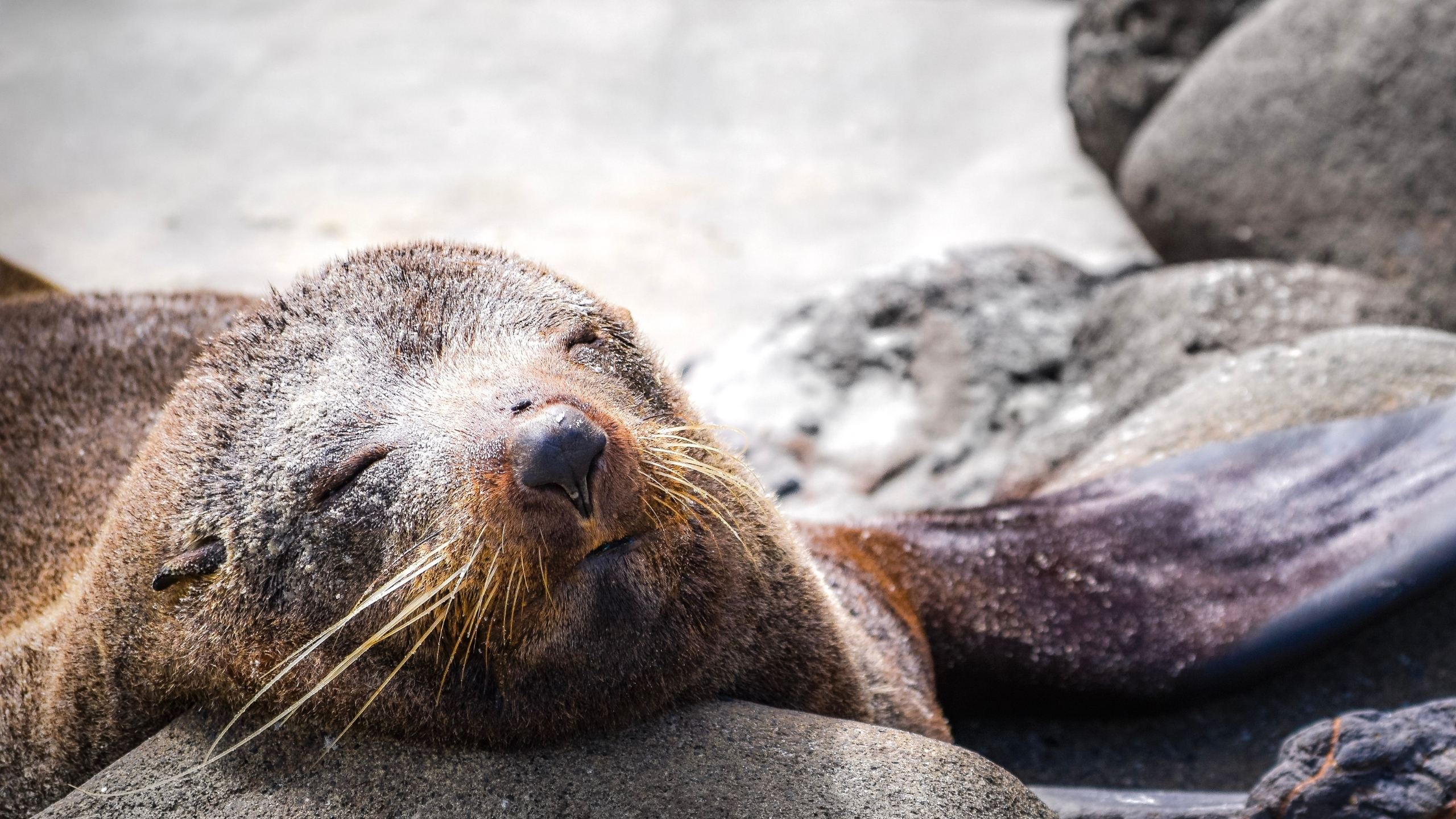 Incredible wildlife on our New Zealand fjords singles cruise