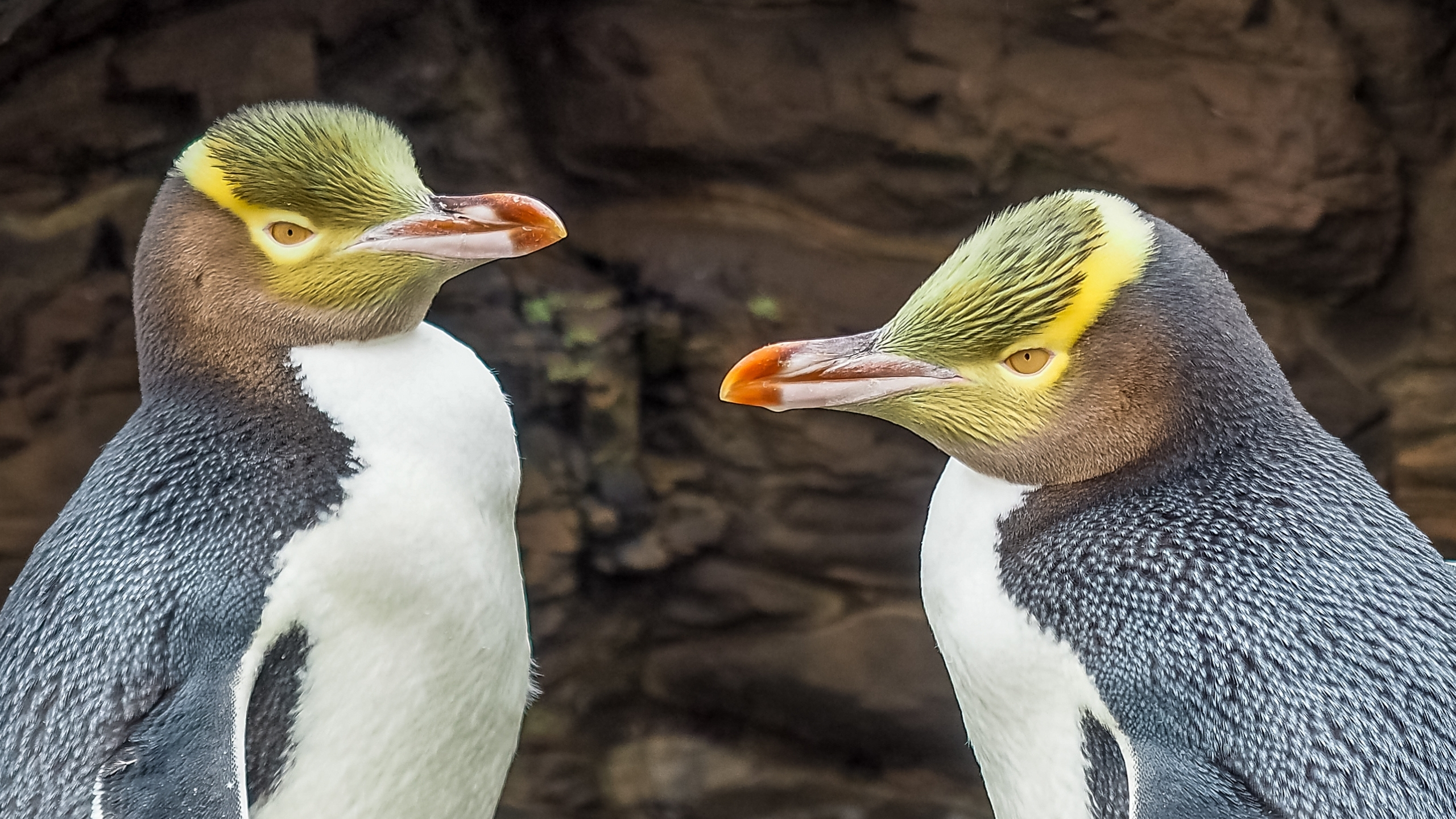 Solo travelers on a luxury New Zealand fjords singles cruise with incredible wildlife.
